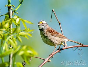 05   DQ696A--White-throated-Sparrow.jpg